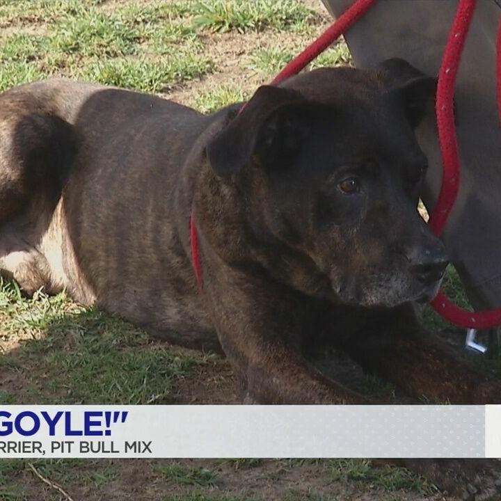 PAUL'S PETS: 'Goyle' the dog up for adoption at Humane Educational Society in Chattanooga